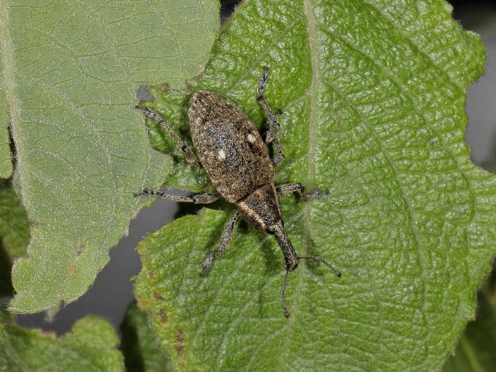 Notaris bimaculatus?no, Lepyrus palustris (Curculionidae)